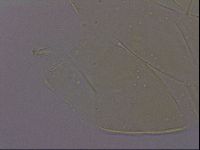Echiniscus porabrus image