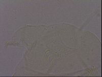 Echiniscus quadrispinosus brachyspinosus image