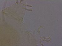 Echiniscus quadrispinosus image