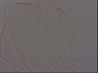 Echiniscus quadrispinosus image