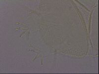 Echiniscus quadrispinosus image