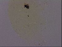 Echiniscus quadrispinosus image