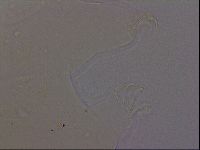 Echiniscus quadrispinosus image