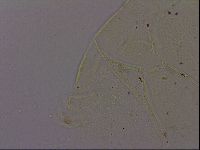 Echiniscus quadrispinosus image