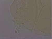 Echiniscus quadrispinosus image