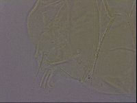 Echiniscus quadrispinosus image