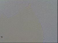 Echiniscus quadrispinosus image