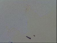 Echiniscus quadrispinosus image