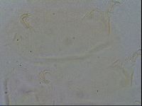 Echiniscus quadrispinosus image