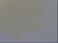 Echiniscus quadrispinosus image