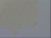 Echiniscus quadrispinosus image