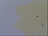 Echiniscus quadrispinosus image