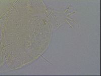 Echiniscus quadrispinosus image