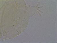 Echiniscus quadrispinosus image