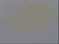 Echiniscus quadrispinosus image