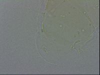 Echiniscus quadrispinosus image