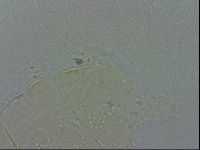 Echiniscus quadrispinosus image
