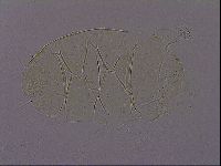 Echiniscus quadrispinosus image