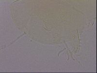 Echiniscus quadrispinosus image