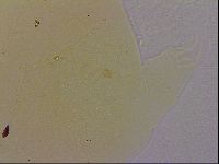 Echiniscus quadrispinosus image
