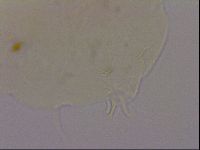 Echiniscus quadrispinosus image