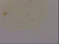 Echiniscus quadrispinosus image