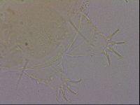 Echiniscus quadrispinosus image