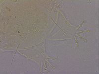 Echiniscus quadrispinosus image