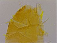 Echiniscus quadrispinosus image