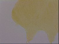 Echiniscus quadrispinosus image