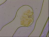 Echiniscus quadrispinosus image