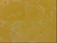 Echiniscus quadrispinosus image
