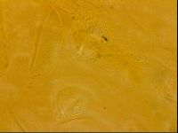 Echiniscus quadrispinosus image