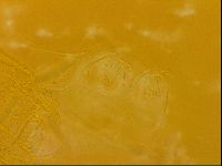 Echiniscus quadrispinosus image