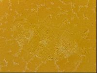 Media resource of Echiniscus quadrispinosus