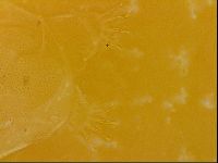 Echiniscus quadrispinosus image