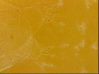 Echiniscus quadrispinosus image