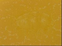 Echiniscus quadrispinosus image