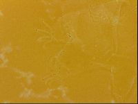 Echiniscus quadrispinosus image