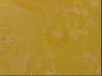 Echiniscus quadrispinosus image