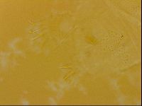 Echiniscus quadrispinosus image