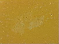 Echiniscus quadrispinosus image