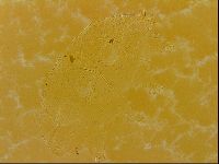 Echiniscus quadrispinosus image