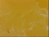 Echiniscus quadrispinosus image