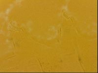 Echiniscus quadrispinosus image