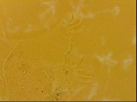 Echiniscus quadrispinosus image