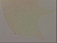 Echiniscus robertsi image