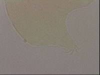 Echiniscus robertsi image