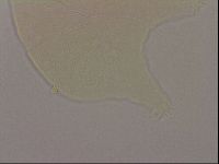 Echiniscus robertsi image