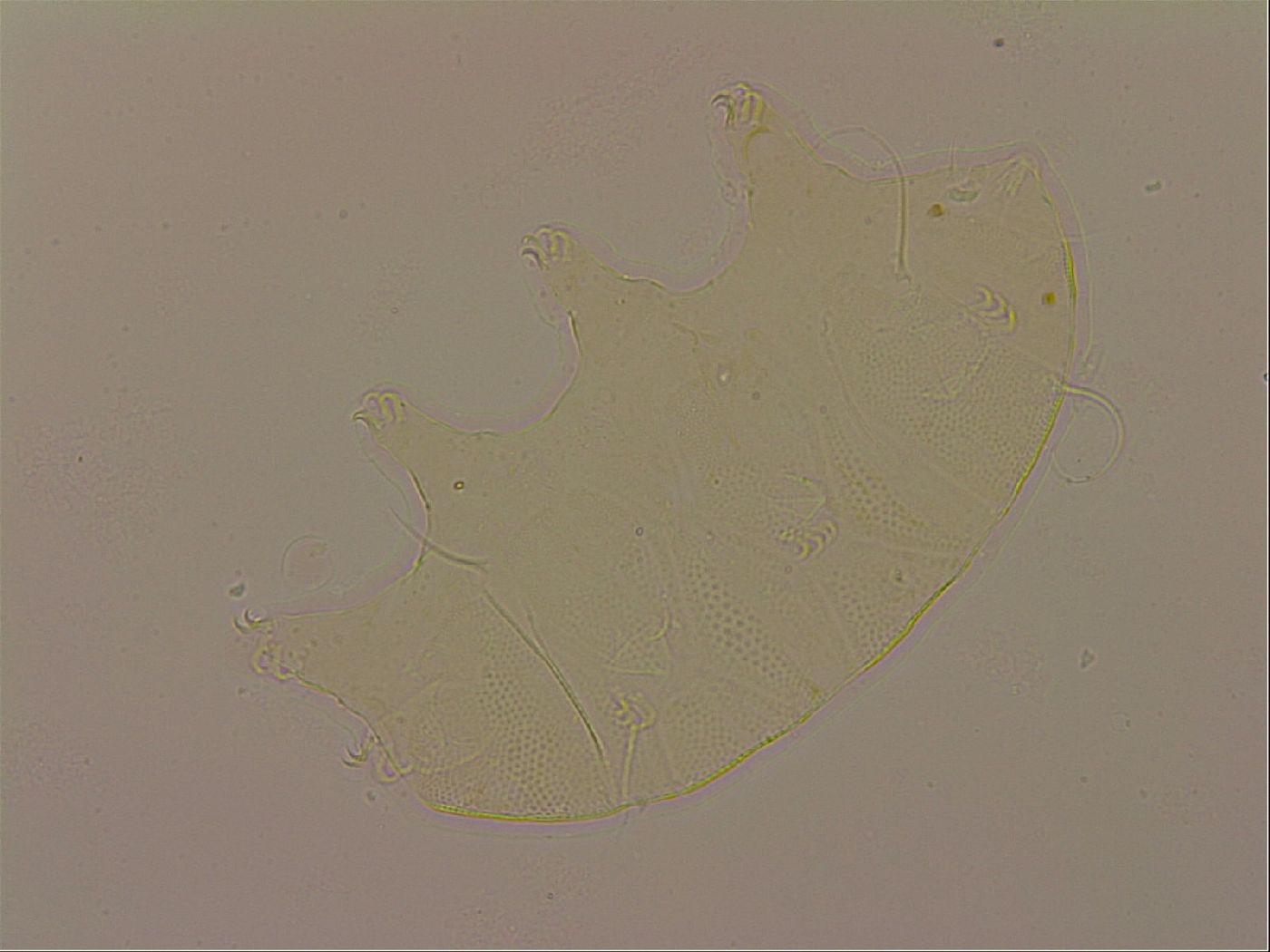 Echiniscus robertsi image